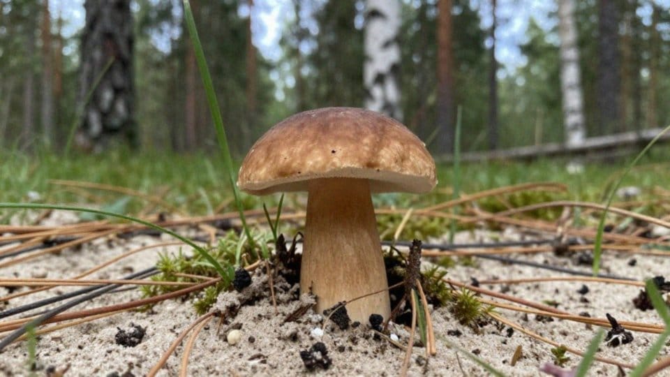 W jakim siedlisku rośnie borowik piaskowy?