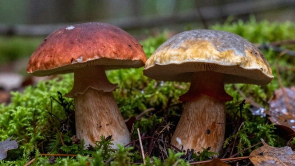 Jak odróżnić borowika ceglastoporego od szatańskiego?