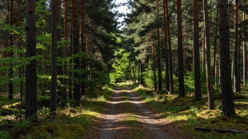 Kiedy pojawiają się objawy po ugryzieniu kleszcza?