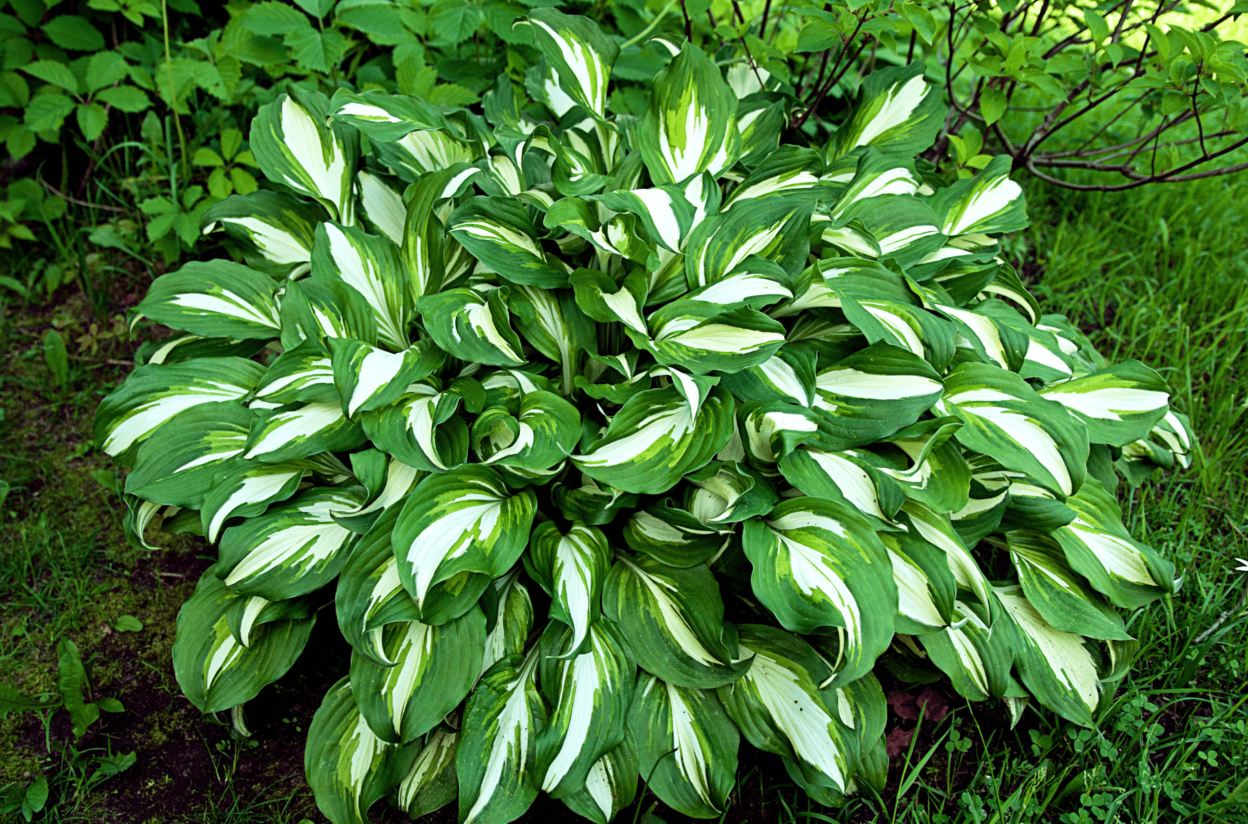 Hosty na lata: jak rozmnażać i odmładzać ulubione odmiany?   